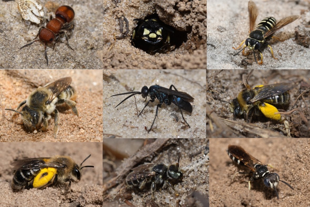 Sean Griffin (@larval_yeti) on Twitter photo Amazing diversity of #bees and #wasps nesting in bison wallows <a href="/Nachusa/">Nachusa Grasslands</a>!!
Check out Josh Klostermann's fascinating talk: cdmcd.co/3vnrmL
#EntSoc2020 <a href="/Nature_IL/">TNC in Illinois</a> Amazing diversity of #bees and #wasps nesting in bison wallows <a href="/Nachusa/">Nachusa Grasslands</a>!!
Check out Josh Klostermann's fascinating talk: cdmcd.co/3vnrmL
#EntSoc2020 <a href="/Nature_IL/">TNC in Illinois</a>