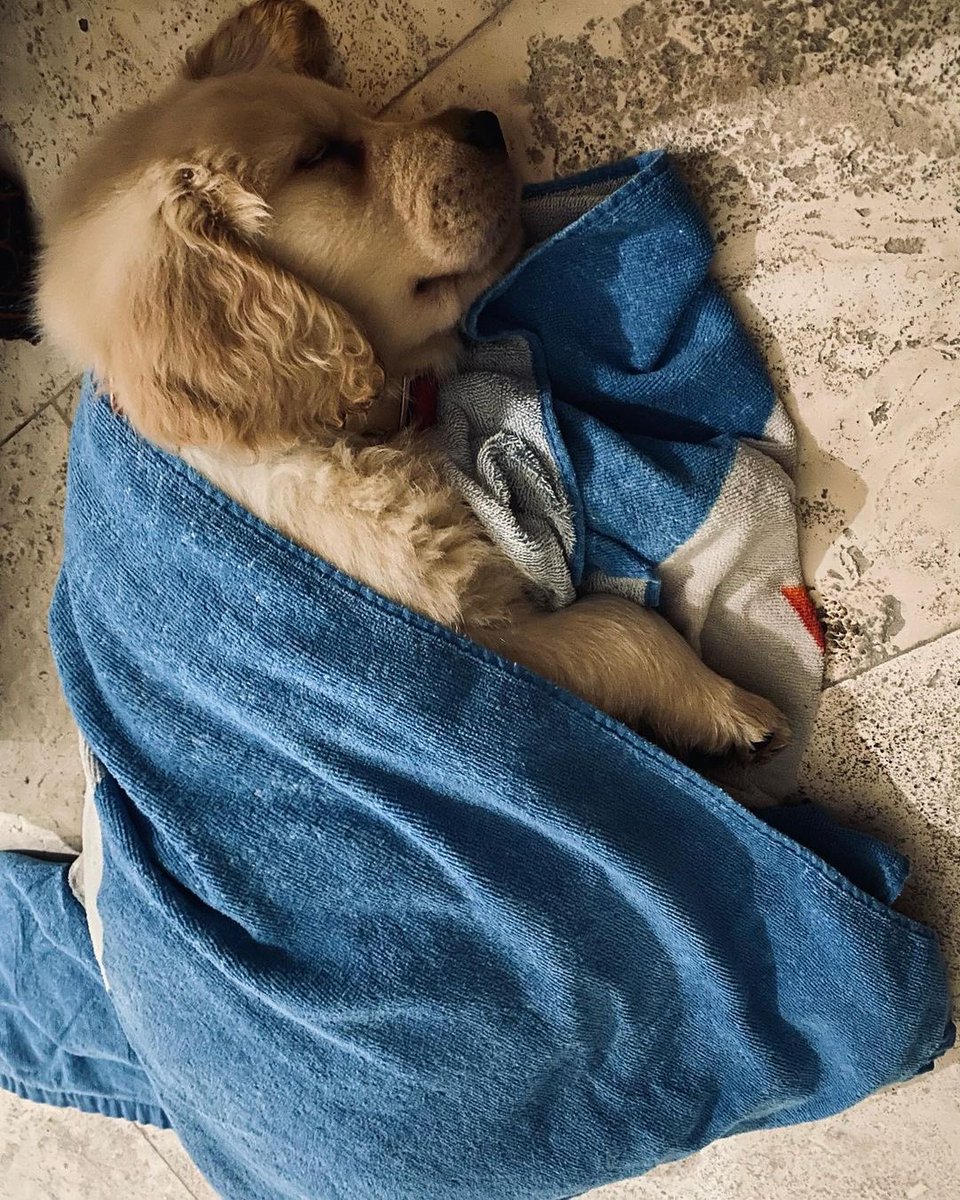 carryminati arctic fox bolsa