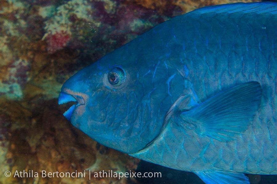Guess what? New study by <a href="/Nat_Roos/">Natalia Roos</a> @FilhoFrancini <a href="/gui_o_longo/">Guilherme O. Longo</a> and colleagues shows that protecting nursery areas without fisheries management is not enough to conserve the most endangered parrotfish of the Atlantic Ocean. nature.com/articles/s4159…