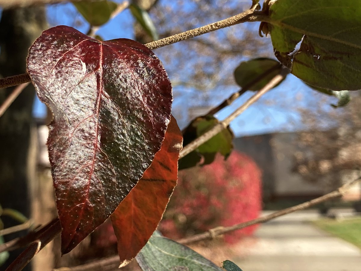 ONUArtandDesign's tweet photo. It’s a busy time of the year at #OhioNorthern as we conclude another academic semester. #FallSemester2020 #YouveGotThis https://t.co/CbmQcsgtvJ