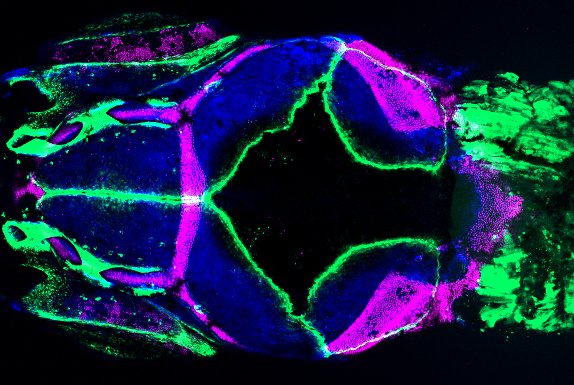 .<a href="/DJuanFarmer1/">D'Juan Farmer</a> of <a href="/USC/">USC</a> will kick off the #SDBPostdocSeminar at 3pm Friday (11/13) with his talk "Deciphering the embryonic origins and the genetic regulation of skeletal stem cells in the vertebrate skull" Image: cartilage and bone of the zebrafish skull. bit.ly/360vAWk