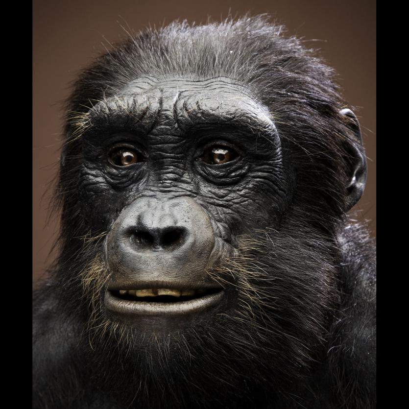 Qafzeh's tweet image. Sahelanthropus tchadensis may not have been a habitual biped nutcrackerman.com/2020/11/07/sah… via @robertosaezm #NutcrackerMan