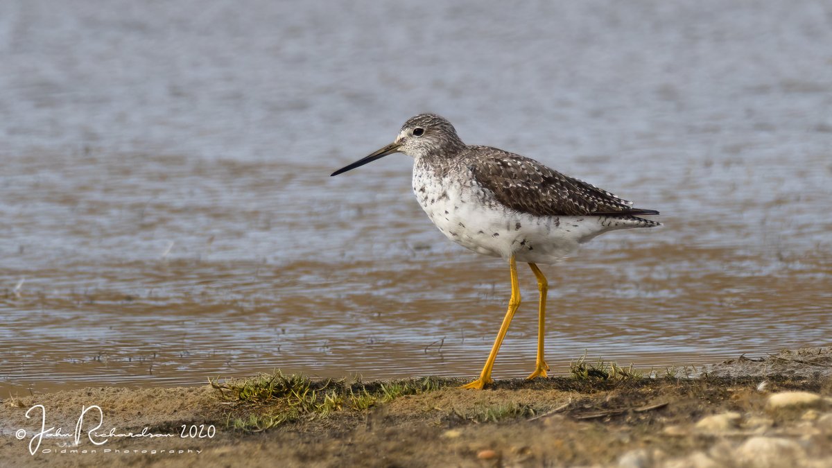 oldman65Suffolk's tweet image. Finally bit the bullet and went for the Greater Yellowlegs at Dunwich this morning, everyone was well behaved and so was the bird and the sun
#OlympusUK
Olympus EM1X + Olympus 300mm f/4 + 1.4 X extender ISO 200