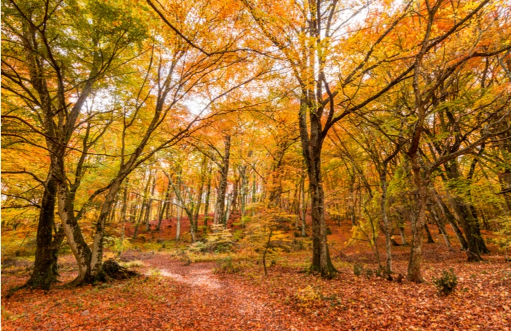 apartycasasvict's tweet photo. Plan prefecto, plan seguro Naturaleza &amp; hogar .....  ESCÁPATE !!! #turismoseguro  #turismorural #apartamentosturisticos #turismosmicologico  #naturaleza  #escapada https://t.co/Epe42puMpk