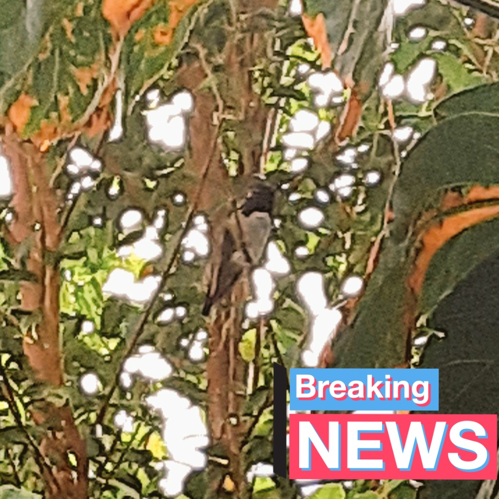 basic_birdies's tweet photo. Meet Chico. Dunnnnnno what kind of hummer he is, his head is black so that's something. He's my friend and we'll just investigate the other for some time. 
#birdwatching #birds #birding #birdwatcher #hummer #hummingbirds #allaboutthebirds https://t.co/Zl1RPJyKBx
