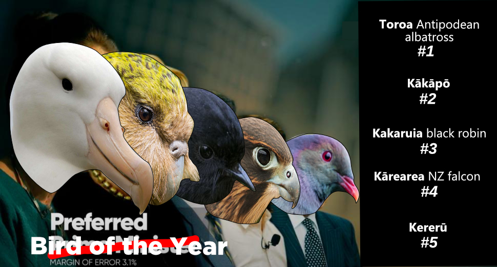 Forest_and_Bird's tweet photo. As we go into the final weekend of voting for #BirdoftheYear 2020, here's the current rankings. It's going to be a close one this year folks! 

You have till 5pm on Sunday 15 Nov to make your vote. Head along to https://t.co/cjN6uY9V8y and pick your top five. https://t.co/skF3bkUH0U