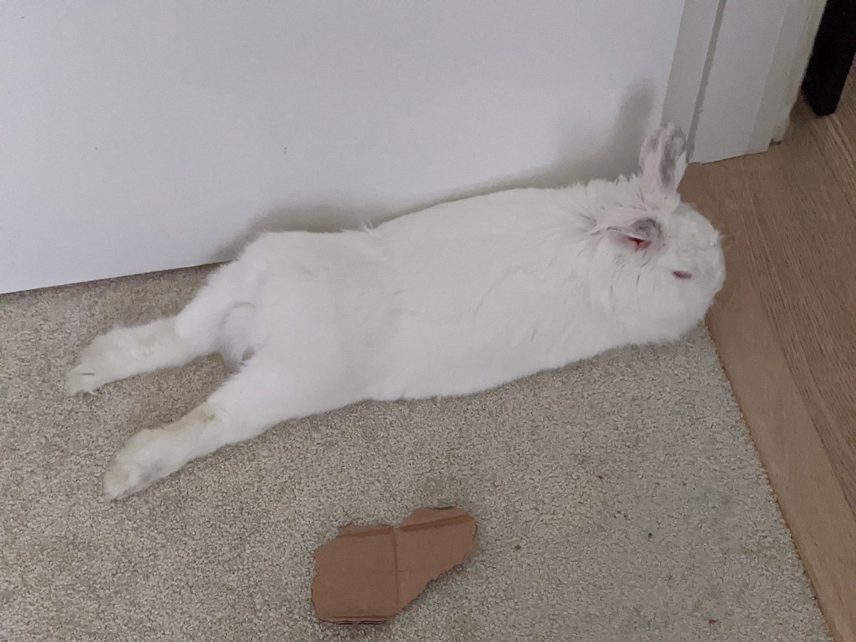 seriouslyclara's tweet photo. Rabbit ennui. https://t.co/ihcXDkRYe0