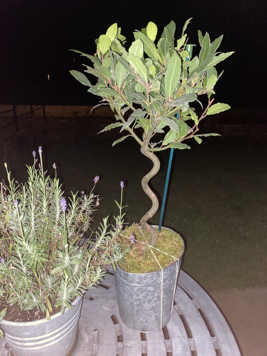 StanleyTiger's tweet photo. We bought a bay tree from @BloomandWild &amp; some bastard has stolen the lights off it in transit! How #Wrung is that 😳 https://t.co/E8EuzSIAt7