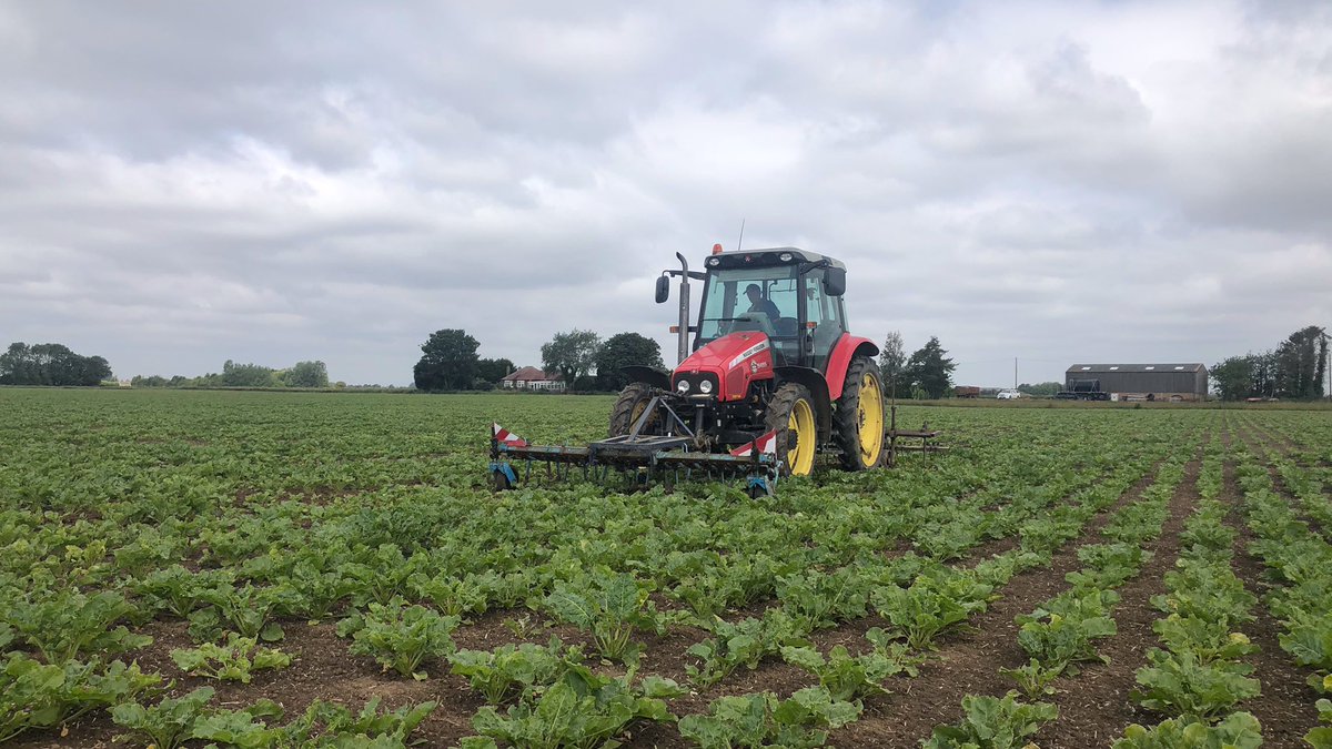 Sugar Beet on a family farm in South Lincs 2020 - a thread.