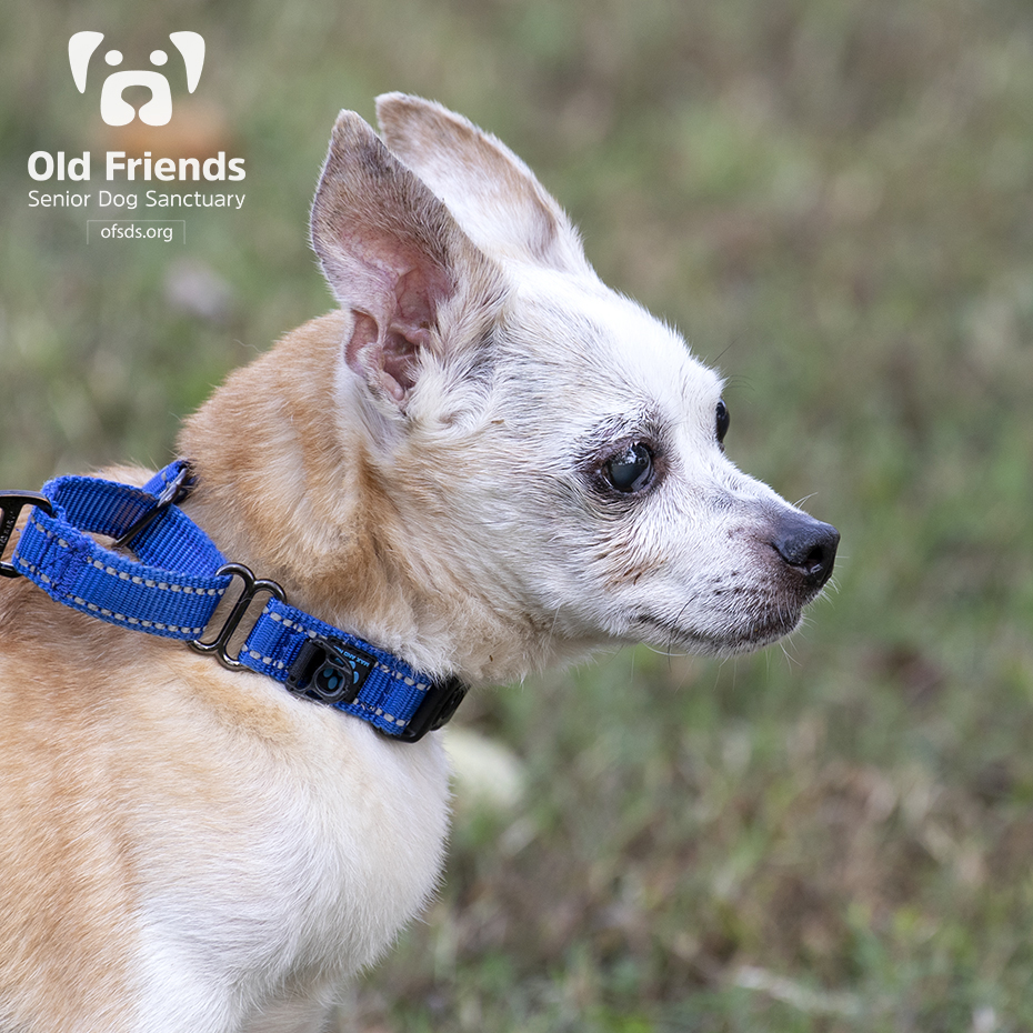 oldfriendssds's tweet photo. Someone looks like they are ready to race!- Esther
#ofsds #ofsdsesther #ofsdsapollo #seniordogs #ofsdsbondedpair #bondedpair https://t.co/ZWu8SnaqGN
