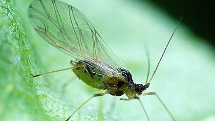 For all of my working life, neonicotinoid seed treatments have very effectively controlled aphids during the early stages of the crop development. These aphids are the main vector for various viruses, such as Beet Yellows Virus, that can devastate yield.