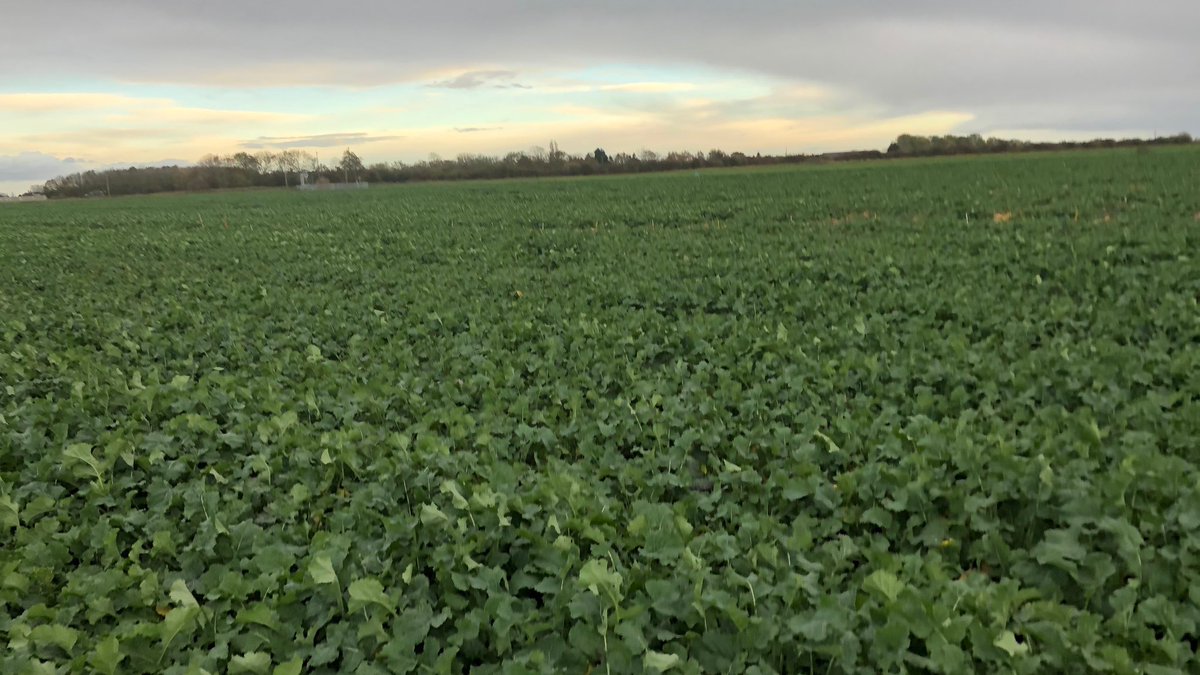 Aphids are often an agronomic problem in South Lincs - we are low lying, warm and most importantly - we grow a lot of vegetables that provide a plentiful year-round habitat. I reckon we're likely the aphid capital of the country.