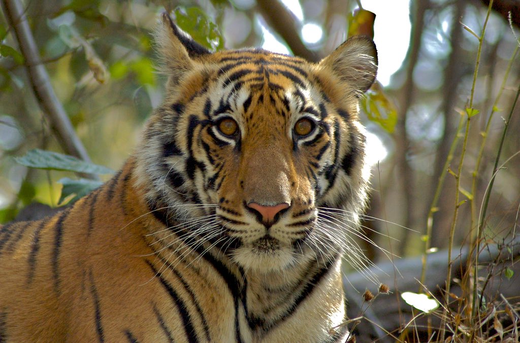 wild_landscapes's tweet photo. We are honored to be a Disney Conservation Fund grant recipient for @aaranyak. Thank you @DisneyConserves &amp; @DisneyCSR for supporting our efforts to protect tiger habitats.
#DisneyConservationFund #DCF25 #MagicOfNature 

📸 Amik Sankhala https://t.co/b5lNqeqcVr