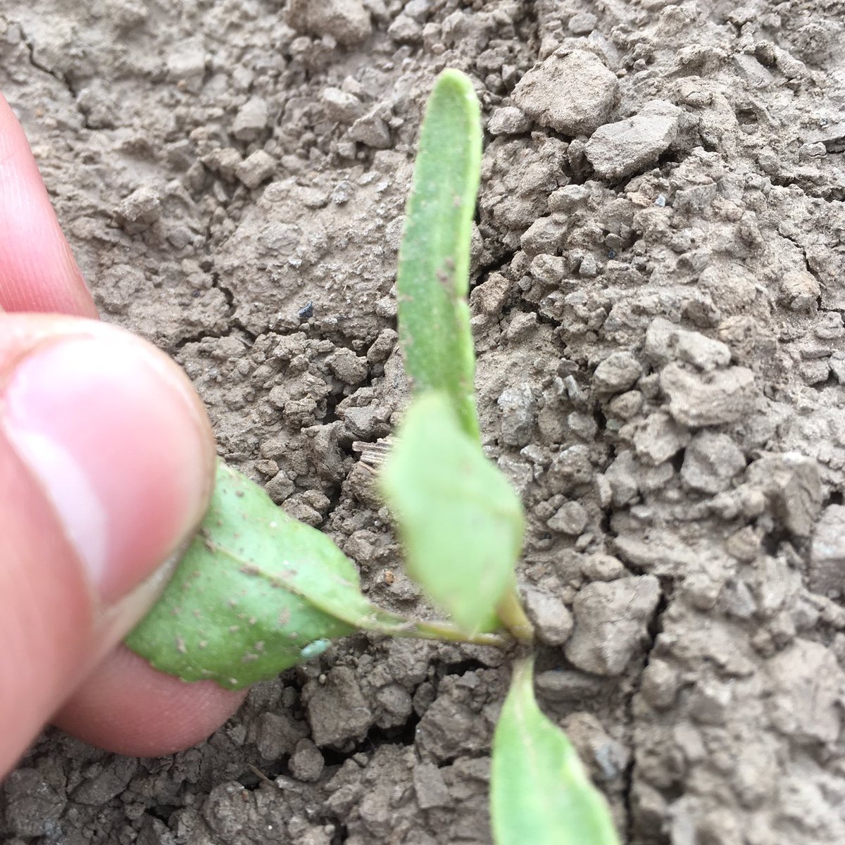 I think we dodged a bullet in 2019. Aphids came in relatively early and I sprayed two or three times according to the BBRO threshold guidelines.