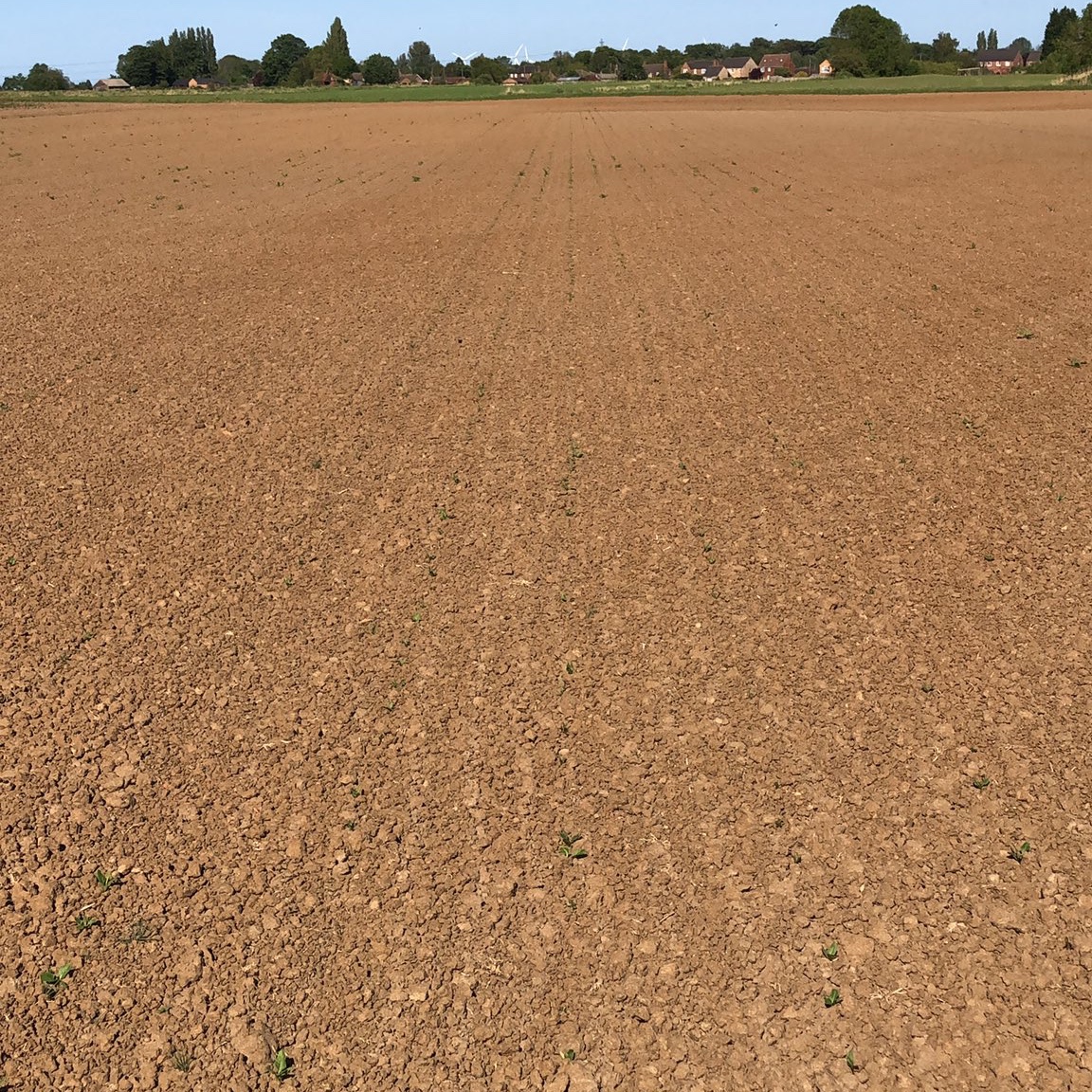 Roll on to the the 2020 crop. It was a particularly dry, hot spring. Perfect for early drilling, slow beet establishment and a veritable plague of aphids.