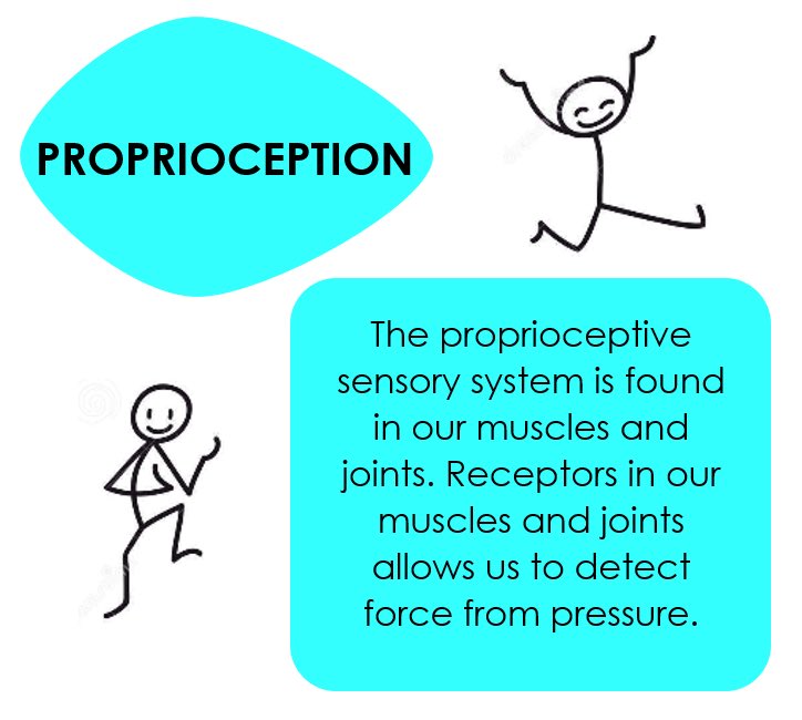 Learn more about the #sensorysystems #proprioception #sensoryintegration #sensory #OccupationalTherapy #paediatricoccupationaltherapy #sensoryprocessingdisorder