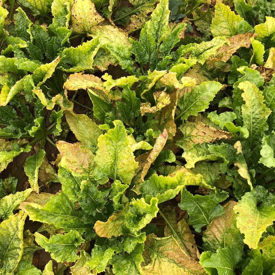 By June, it was clear they really were carrying the virus, and by August, our fields looked yellow from margin to margin.