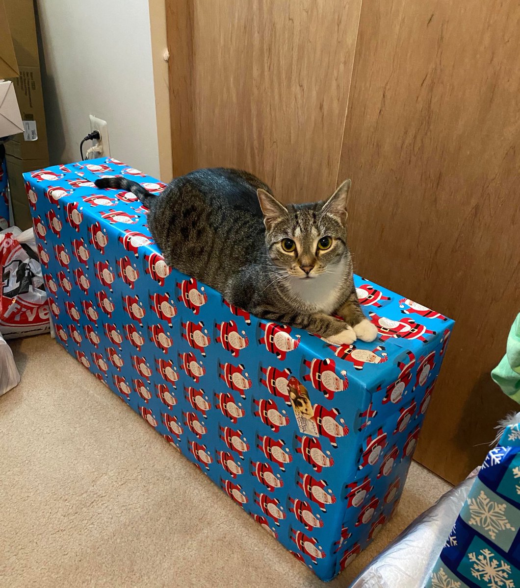 And when cats cannot attack a Christmas tree directly, they may make a stealth attack on your gifts.  #CatsHateChristmas  #WarOnChristmas   https://www.reddit.com/r/ChristmasCats/comments/eipdee/merry_christmas_to_meee_merry_christmas_to_meee/
