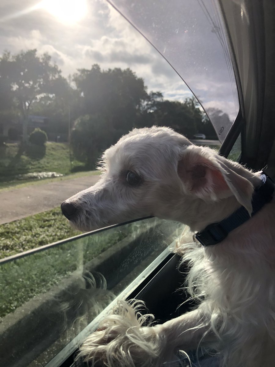 iamhaley4's tweet photo. char went on a car ride today 😻 https://t.co/mtMz87MLVw