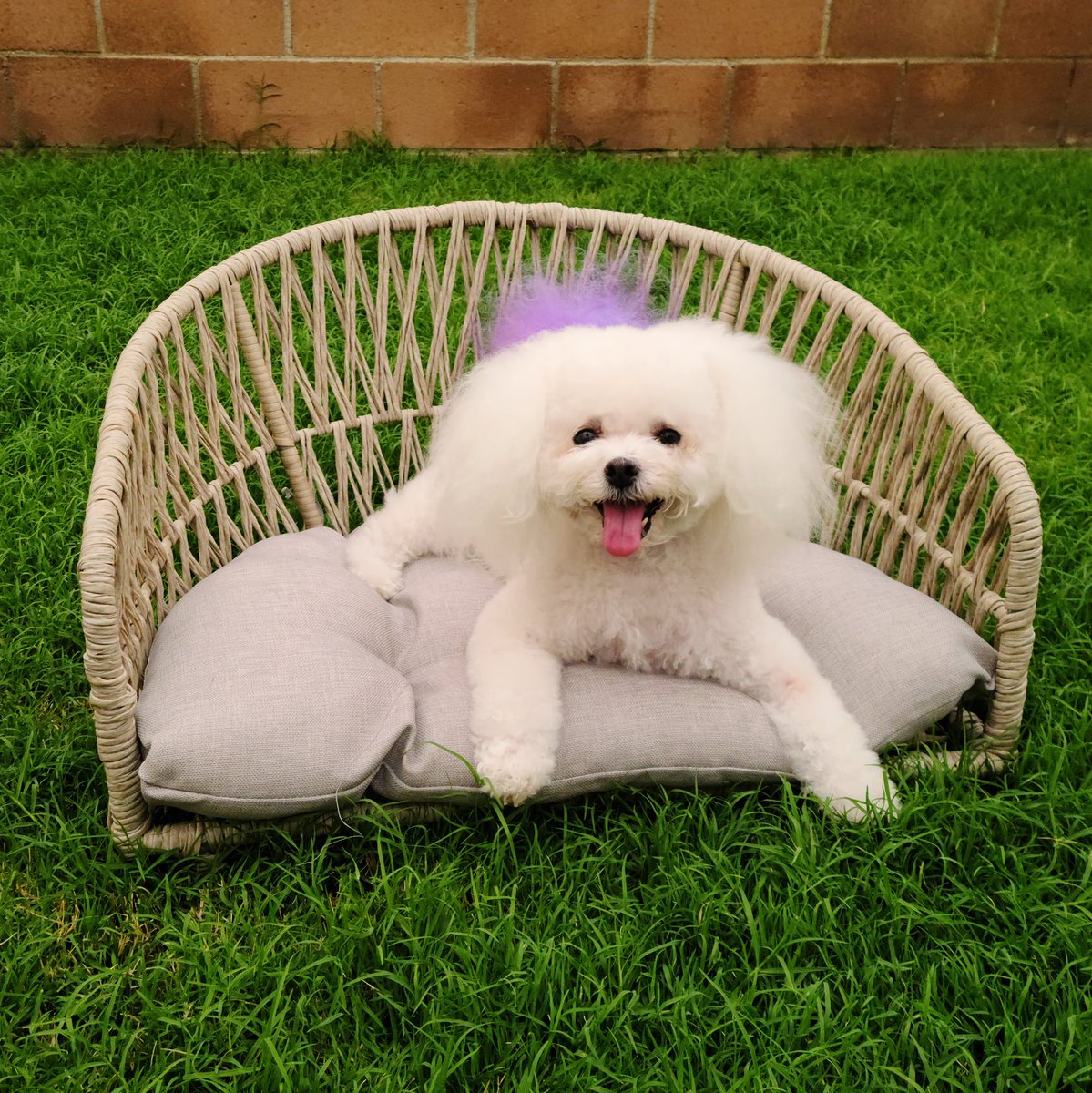 StephanieHZ16's tweet photo. 💜
#poodles #Luna https://t.co/6QDcocDejV