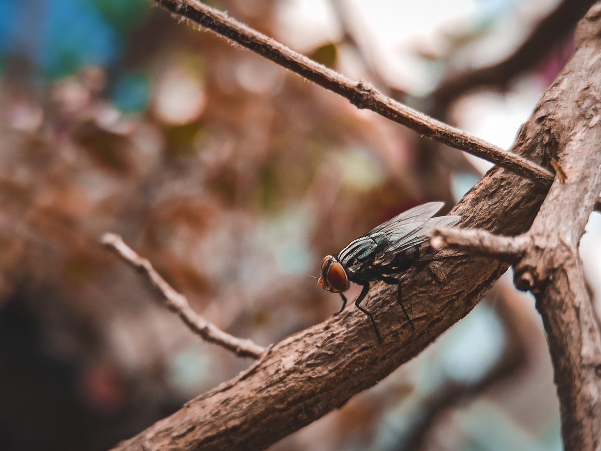 shotbyabhi's tweet image. Some Close up shots with main camera of mobile 
No lens attached 😬🤐
instagram.com/p/CG3zh4ppJif/…
.
#shotonredmi @redmiindia #note8pro 

#ccw_1
#maibhisadakchap
#macrophotography #macrophotographylove #macrophotographyworld