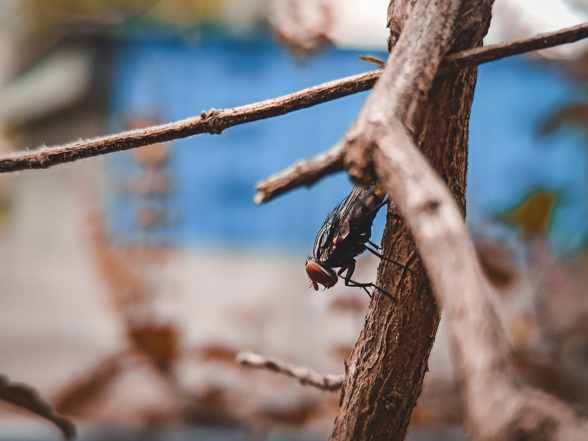 shotbyabhi's tweet image. Some Close up shots with main camera of mobile 
No lens attached 😬🤐
instagram.com/p/CG3zh4ppJif/…
.
#shotonredmi @redmiindia #note8pro 

#ccw_1
#maibhisadakchap
#macrophotography #macrophotographylove #macrophotographyworld