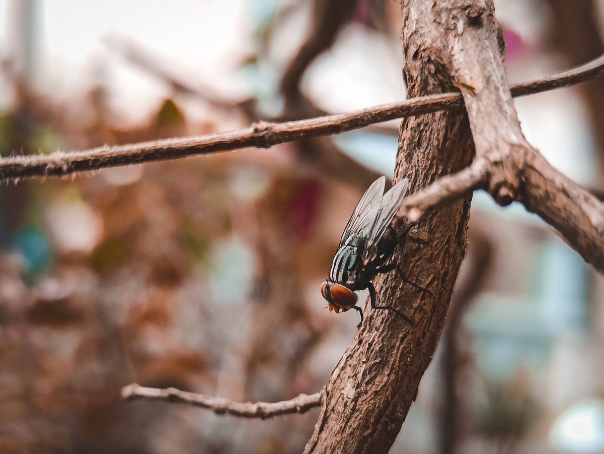 shotbyabhi's tweet image. Some Close up shots with main camera of mobile 
No lens attached 😬🤐
instagram.com/p/CG3zh4ppJif/…
.
#shotonredmi @redmiindia #note8pro 

#ccw_1
#maibhisadakchap
#macrophotography #macrophotographylove #macrophotographyworld