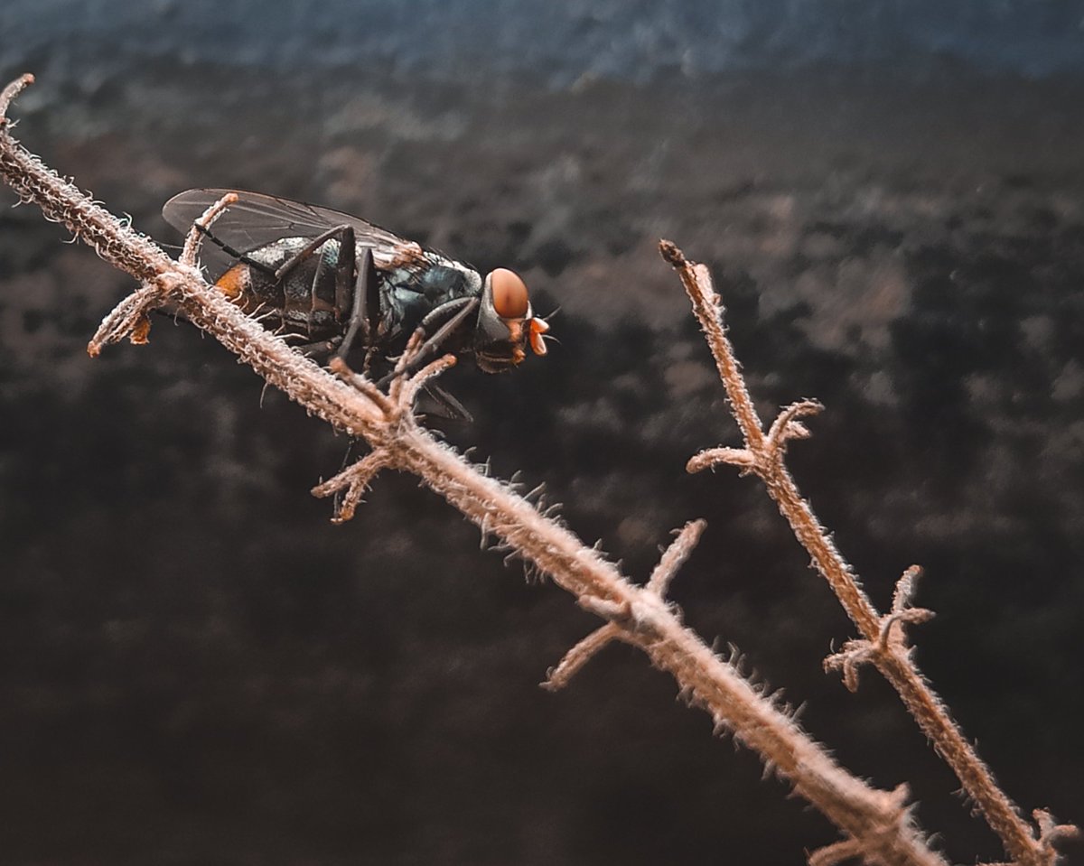 shotbyabhi's tweet image. Some Close up shots with main camera of mobile 
No lens attached 😬🤐
instagram.com/p/CG3zh4ppJif/…
.
#shotonredmi @redmiindia #note8pro 

#ccw_1
#maibhisadakchap
#macrophotography #macrophotographylove #macrophotographyworld