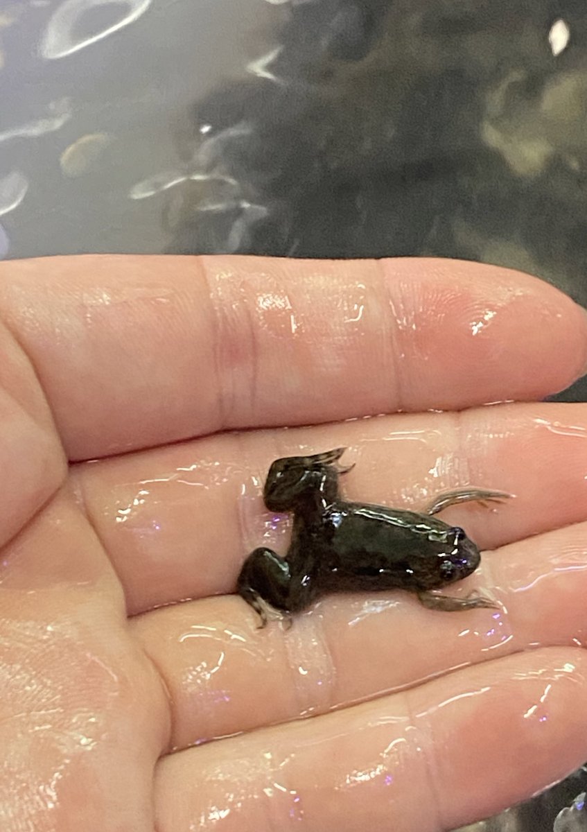 アフリカツメガエル