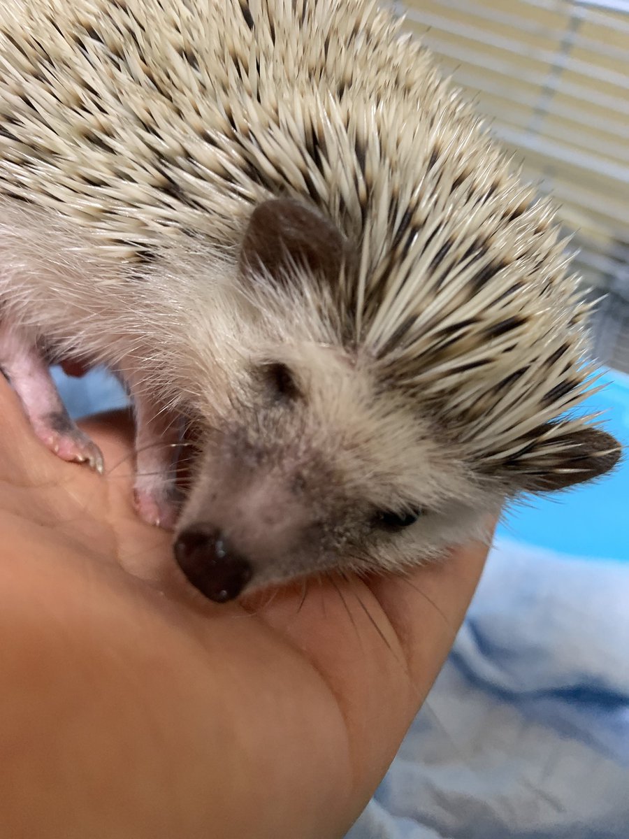 ハリネズミの八つ橋 Hari Yatuhashi Twitter