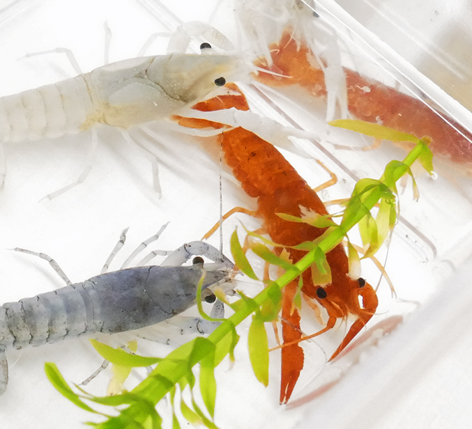 ブルーザリガニ Twitter Search Twitter ブルーザリガニ Twitter Search Twitter