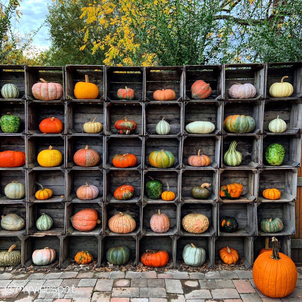myvinespot's tweet photo. A 4. Here’s a small piece of the awesome ‘Pumpkin Wall’ at Nalls Produce—our neighborhood garden center and produce market. I buy my pumpkins here.
They do a grape job!
#AlexandriaVA #Pumpkin #FallinVA #PinkSociety https://t.co/r6Uv2VdidJ