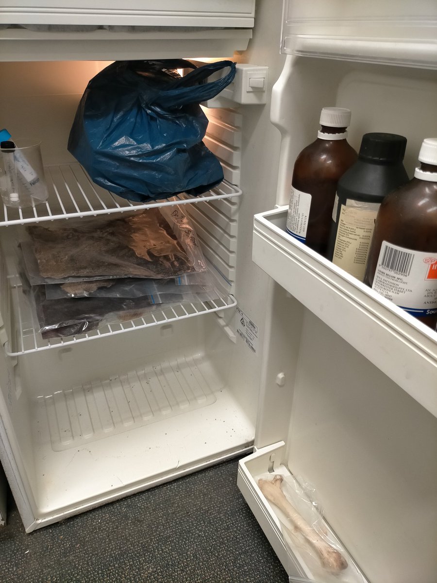 There's no food in the archaeology department fridge but there is possum skins, a wallaby femur, and soil samples 😂 #museumlife 
Show me your department fridges that aren't used for food