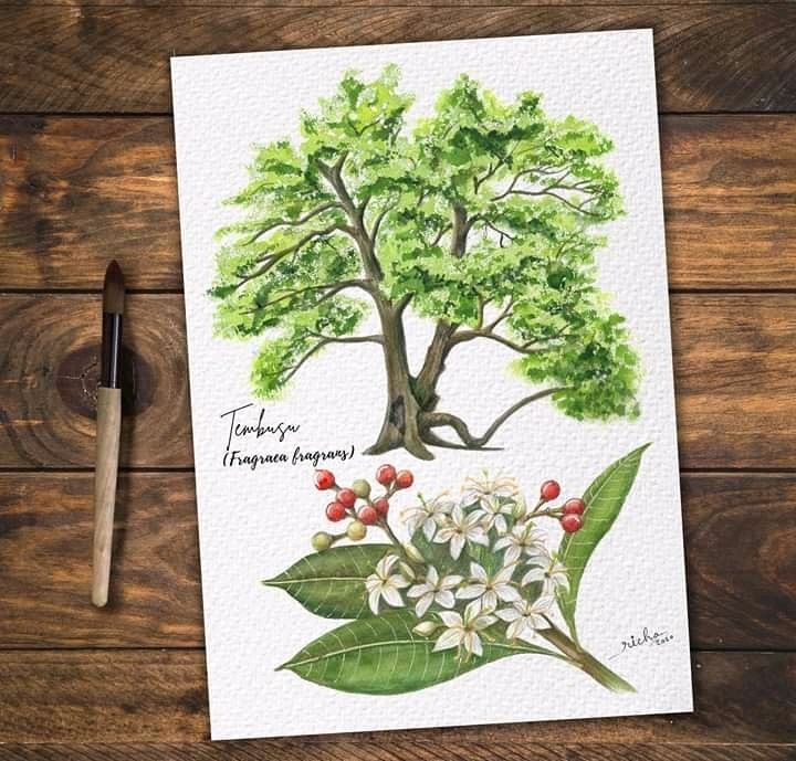 #Tembusu is the #nationaltree of #Singapore and appears on their $5 note. It has fragrant white flowers and interestingly red fruits.
Size: 10' x 14'
Medium: #Watercolor on paper
Plant trees as many as you can
#onemilliontrees #botanicalart #floralpainting