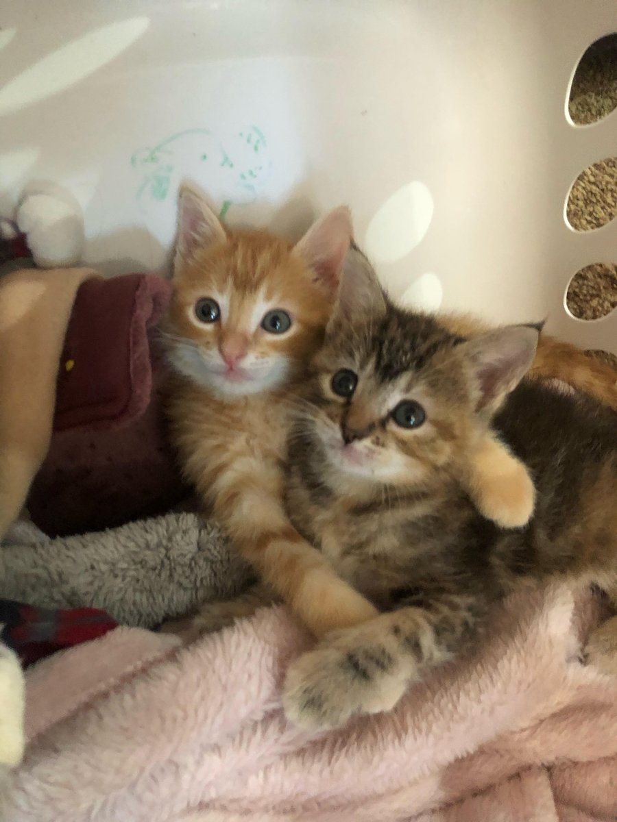 these kittens live in Iowa with my mom and still need a forever home! midwest followers come thruuuu