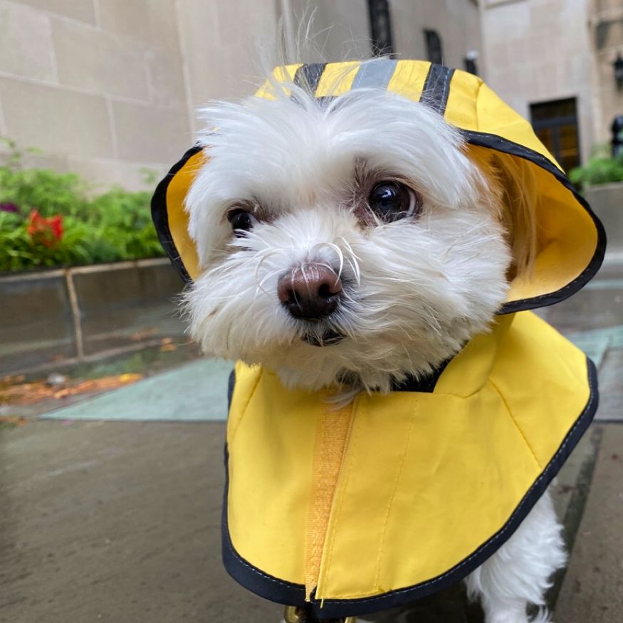 Spotwalk's tweet photo. Maxi showing off her new rain gear!

#DogsofTwittter #dogsofphilly #dogoftheday #dcdogmom #dcdogs #dogmom #ThursdayFursday #seniorliving #dcnurses #phillypets #nursing #dogsofdc #bachelorette #phillydogs #philly #levelup #pennmedicine #westphilly #phillyvets #aarp #woof #pawsome https://t.co/RhxhS9Fyma