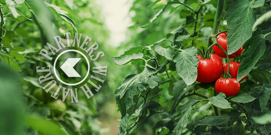 KoppertMX's tweet photo. 👀 Conoce las mejores #soluciones de la línea #MicroPrime💧y protege tus #productos de patógenos no deseados 🦠🍅 Consulta mayor información en: https://t.co/CZ3mxDUdKw #campo #Agricultura #naturaleza https://t.co/wQD1avFibm