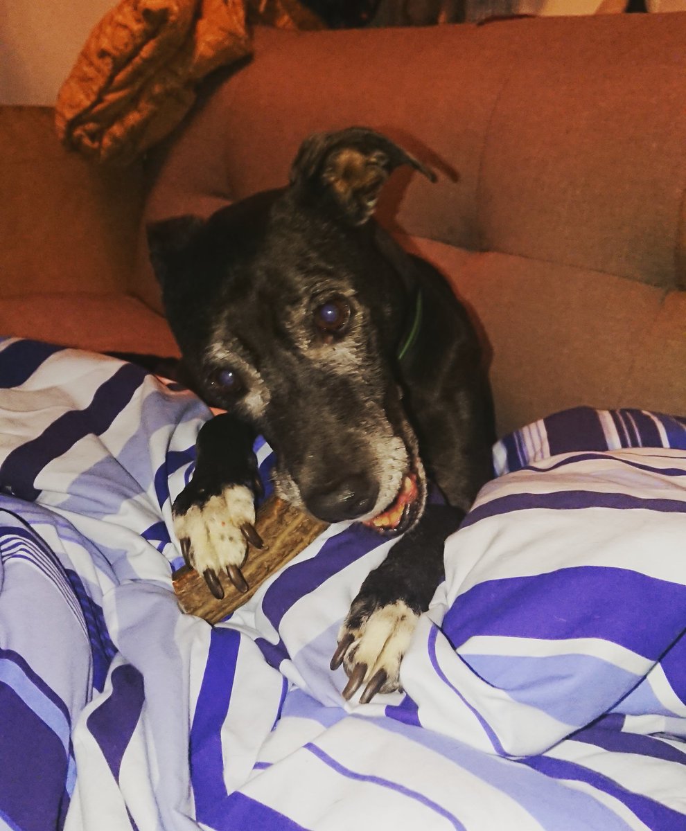 becausemilly's tweet image. 11.11.2020 💕 Making memories 💕 #becausemilly #CloverBray 🍀 #newchew #stagbar #keepingmummacompany #happygirl #lurcher #rescue #senior #somuchlove #dogsoftwitter becausemilly.com 🐾