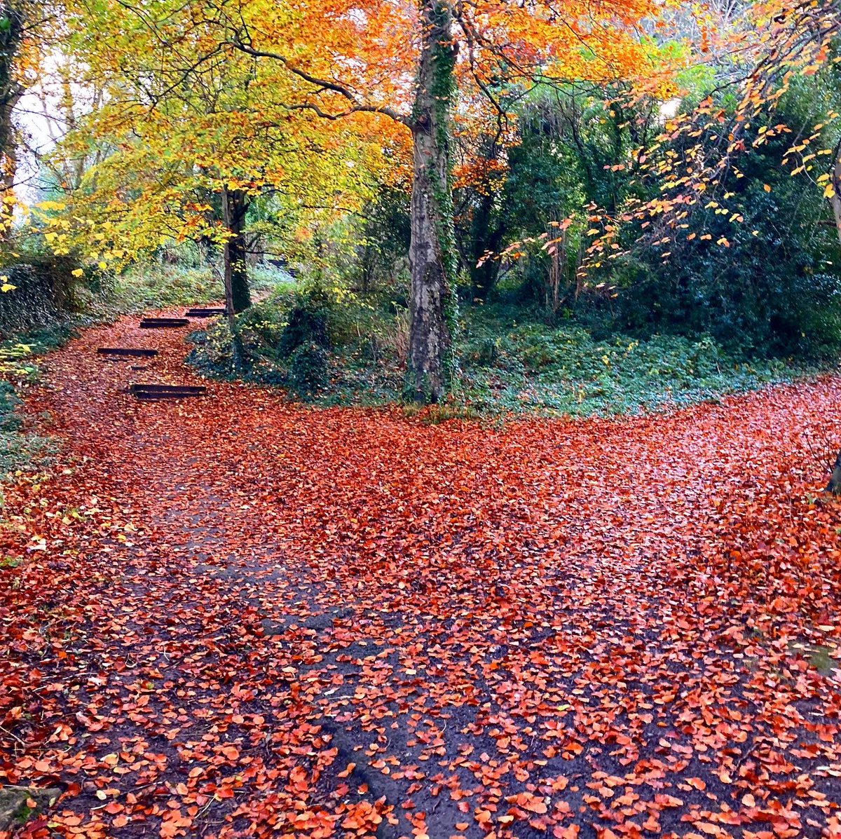 DunneOlwyn's tweet photo. #TBThursday to when we could snuggle and cuddle and #parkrun together 💚🌳🙁.
I’m REALLY missing @parkrunIE BUT I’m jogging and logging a #notparkrun every day in November Lots of sights to cheer me up in my #5Kfromhome 🍂🌅#lockdown #StaySafe #loveparkrun #missingparkrun https://t.co/dEBRCWSh0D
