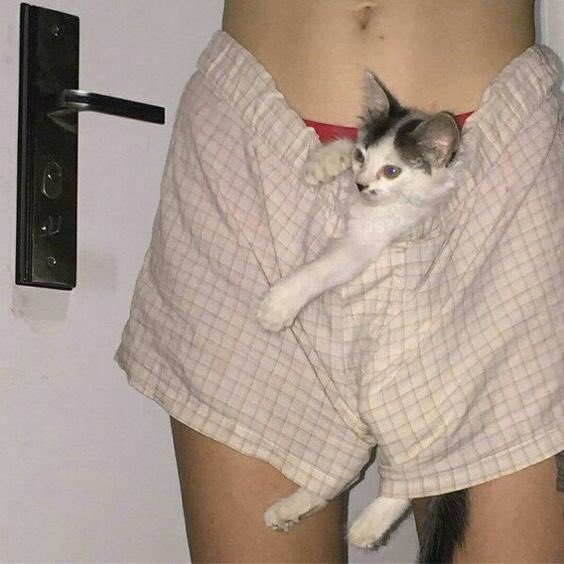 thread of cats i have on my phone