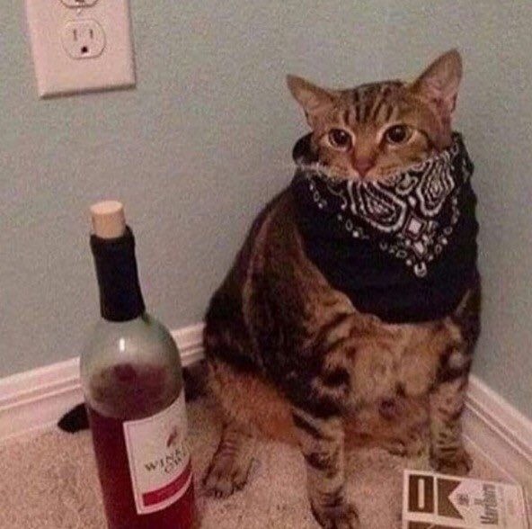 thread of cats i have on my phone