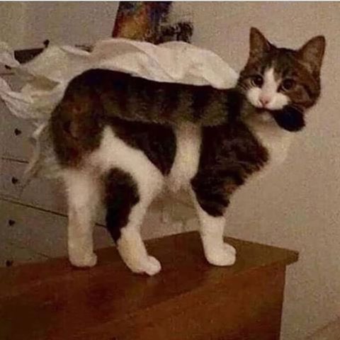 thread of cats i have on my phone