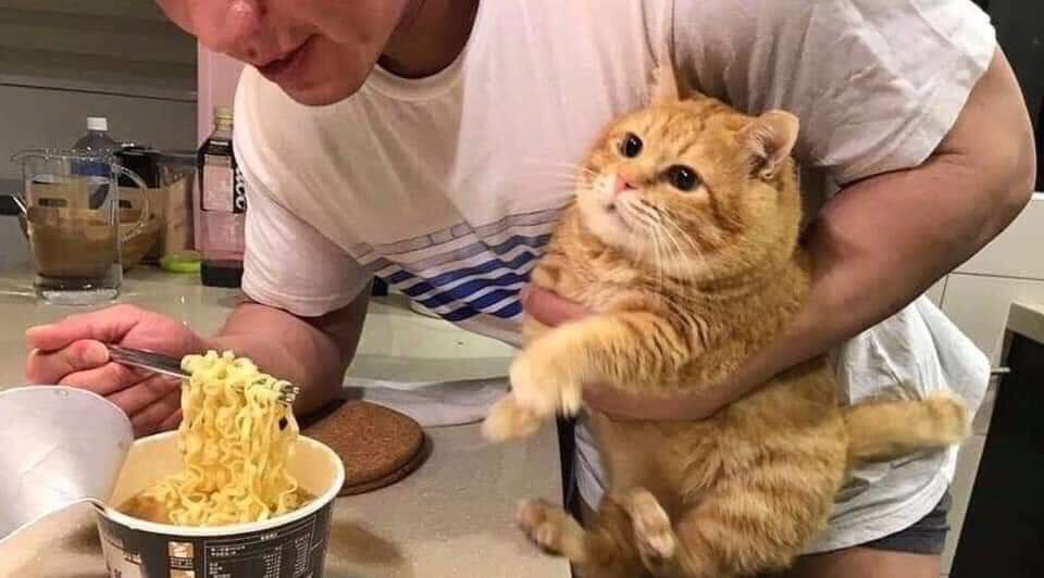 thread of cats i have on my phone