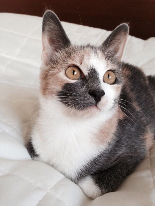 thread of cats i have on my phone