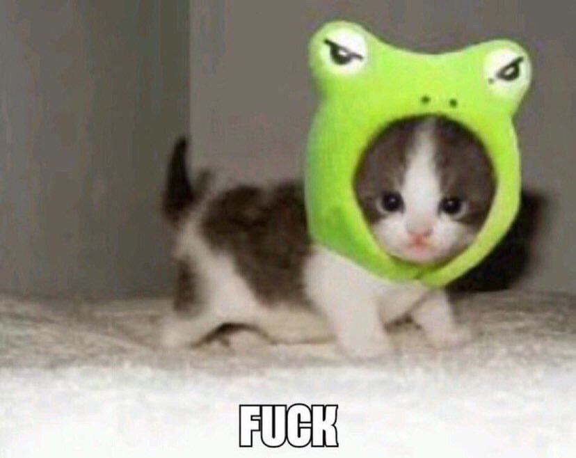 thread of cats i have on my phone