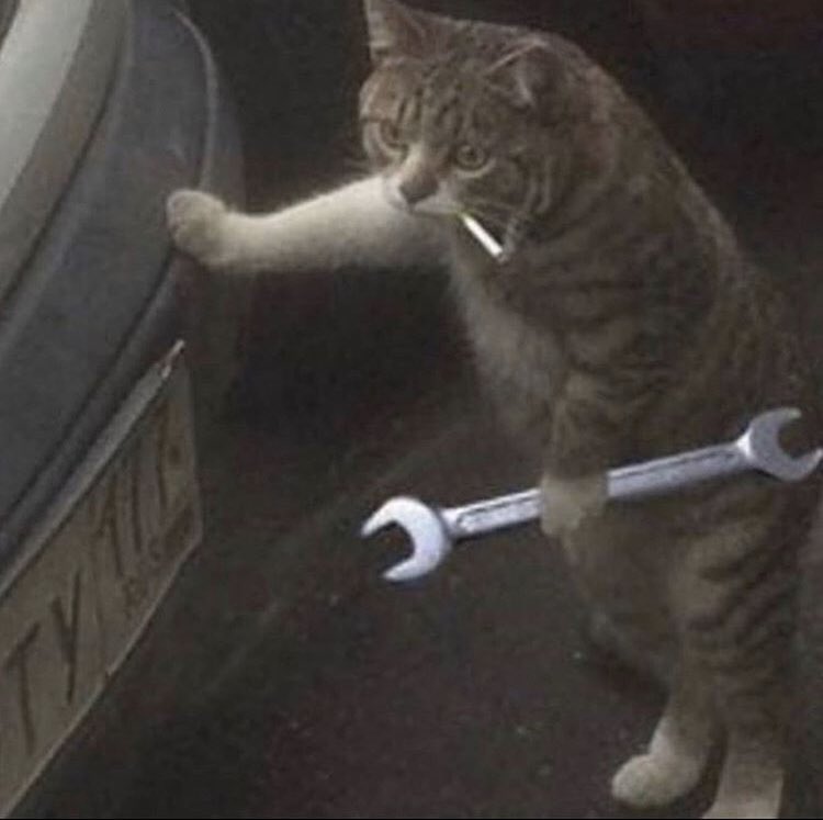 thread of cats i have on my phone