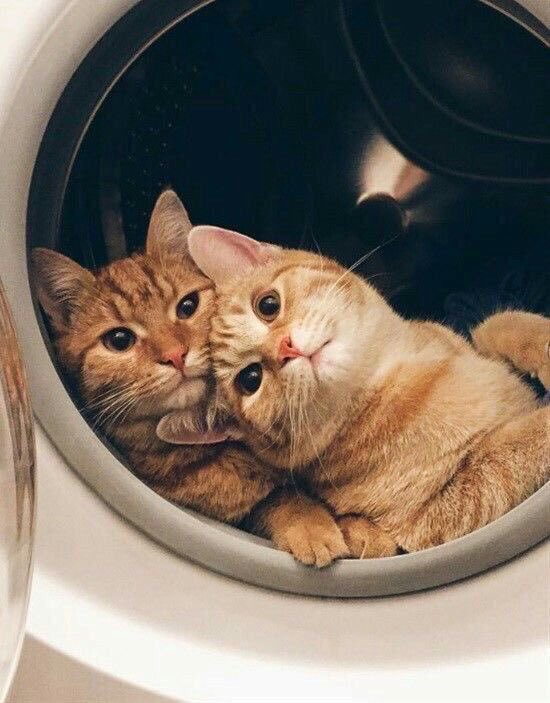 thread of cats i have on my phone