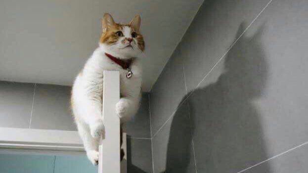 thread of cats i have on my phone