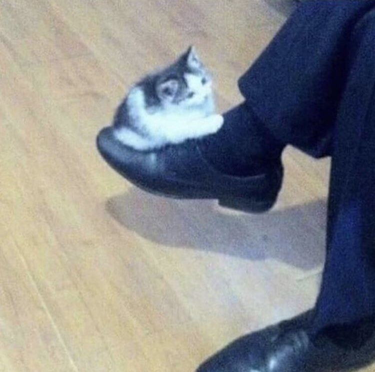 thread of cats i have on my phone