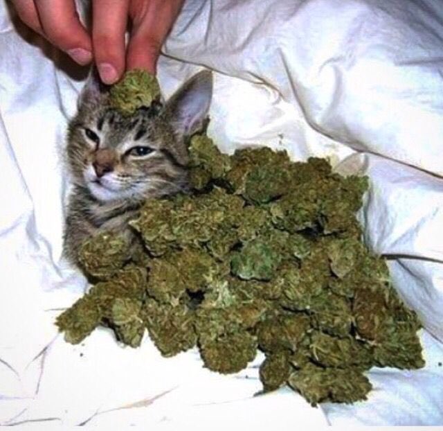 thread of cats i have on my phone